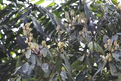 Actinodaphne malabarica